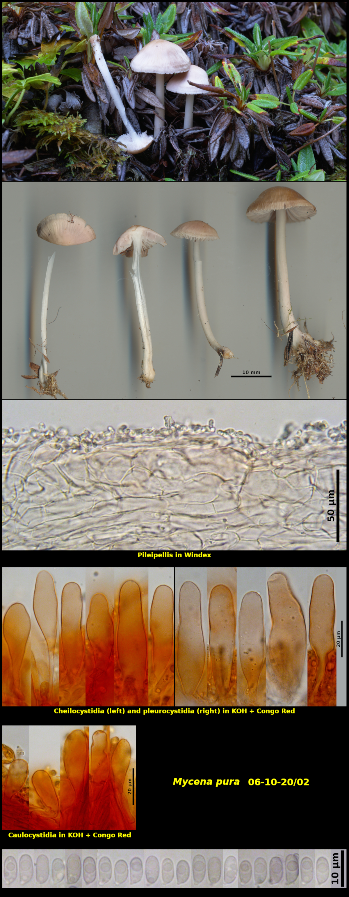 Picture of Mycena pura 06-10-20/02